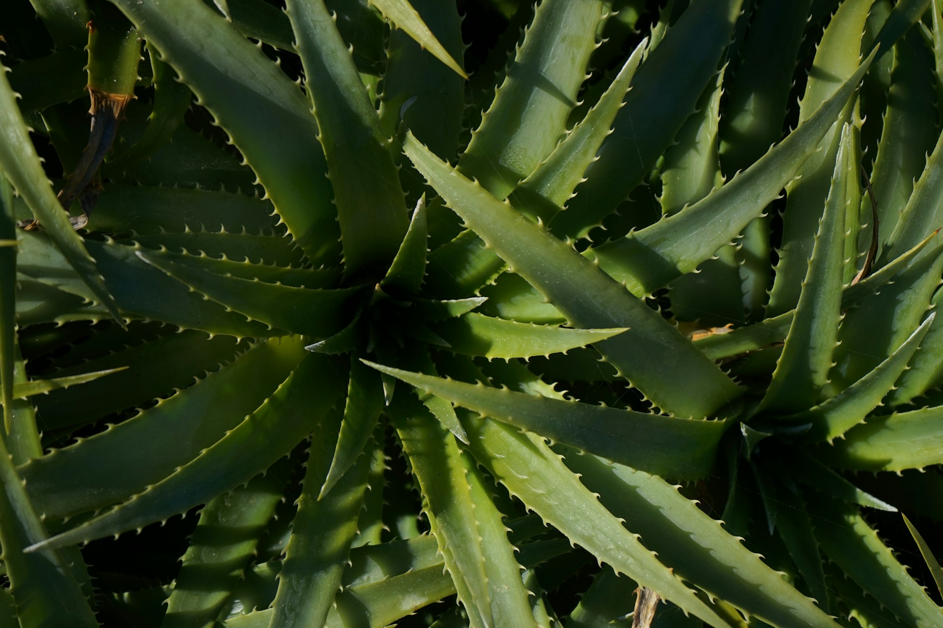 a close up of a large green plant